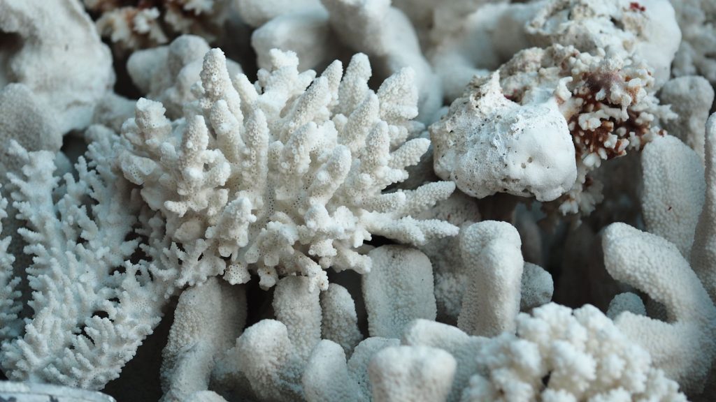 coral bleaching reversal