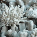 Coral Bleaching Reversal: Proven Method Offers Hope