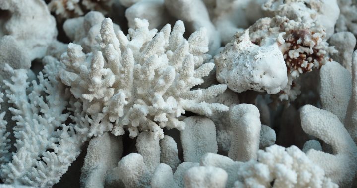 coral bleaching reversal