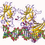 Tumor Suppressor p53: The Worst Mistake in Cancer Research