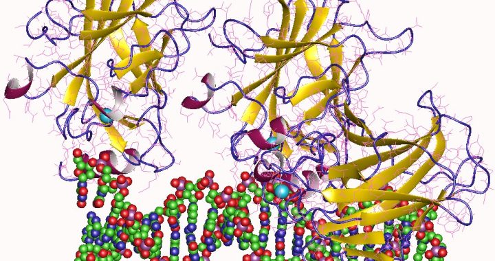 tumor suppressor p53