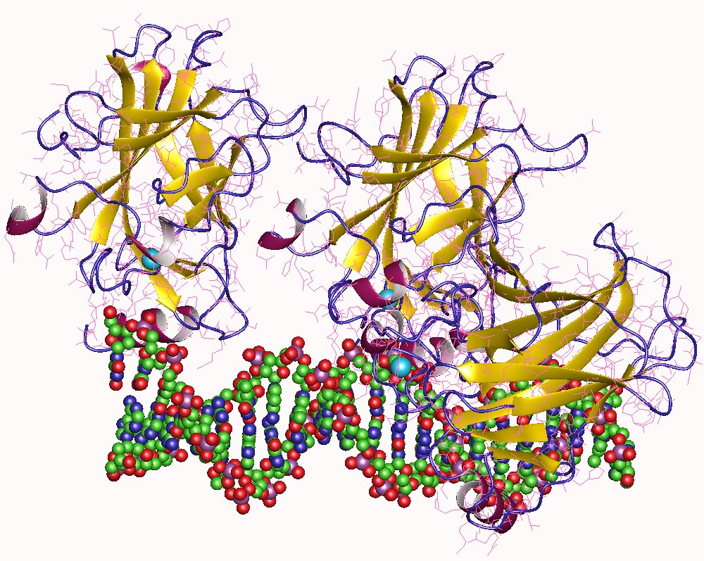 tumor suppressor p53